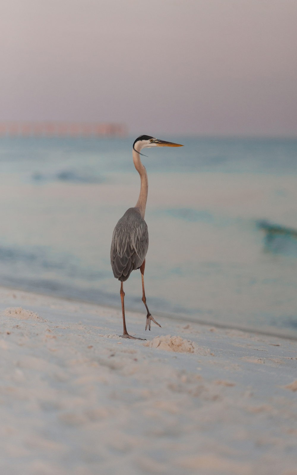 Navarre Beach Crane Tracye's Photography